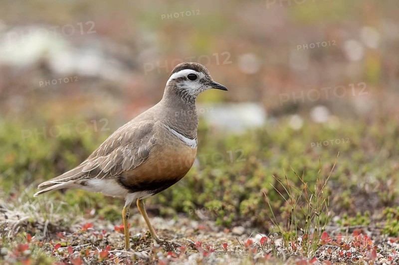 Eurasian Dotterel (Charadrius morinellus), Dalarna, Sweden, Europe