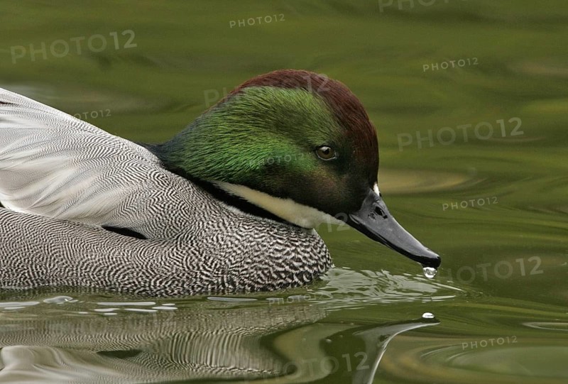Falcated Duck (Mareca falcata) male, California, USA, North America
