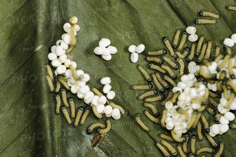 Ailanthus silkmoth (Samia cynthia), eggs and freshly hatched caterpillars, occurring in Asia
