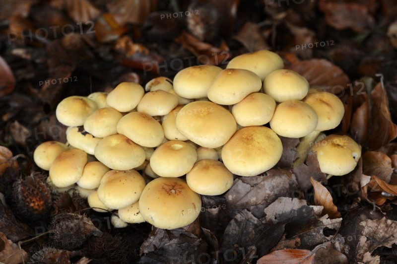 Sulphur tuft (Hypholoma fasciculare), North Rhine-Westphalia, Germany, Europe