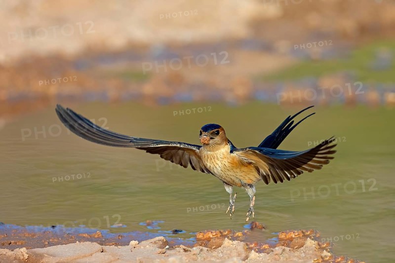 Red-rumped swallow (Hirundo daurica), Lesbos Island, Greece, Europsa, Europe
