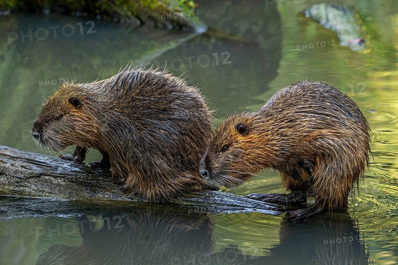 Two coypus, nutrias (Myocastor coypus) resting on fallen tree trunk in pond, invasive rodent in Europe, native to South America