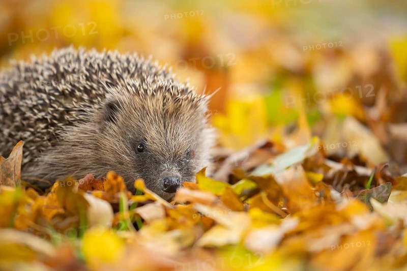 European hedgehog (Erinaceus europaeus) adult animal on fallen autumn leaves, England, United Kingdom, Europe