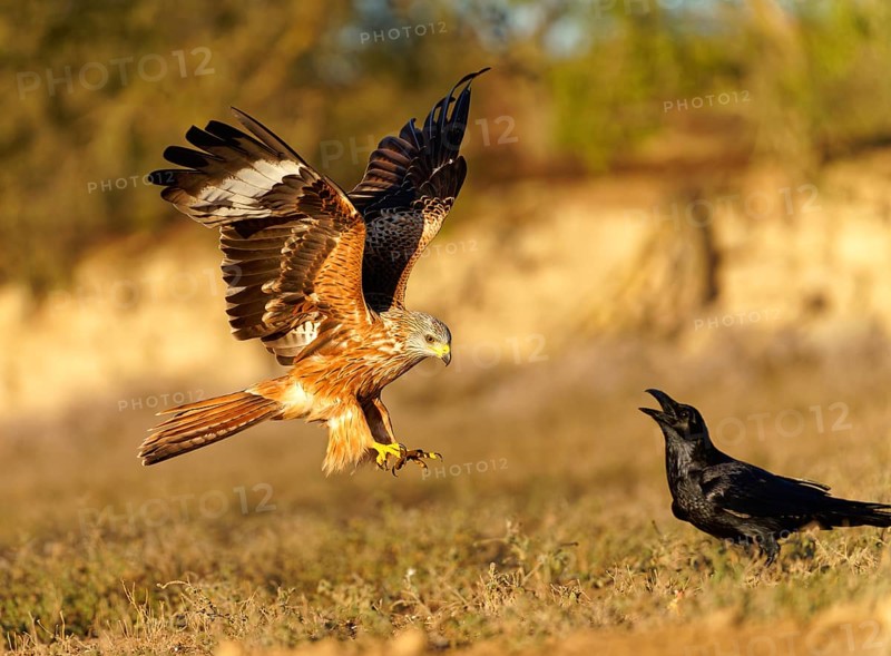 Red kite (Milvus milvus), raven, flight, Pyrenees, Spain, Europe