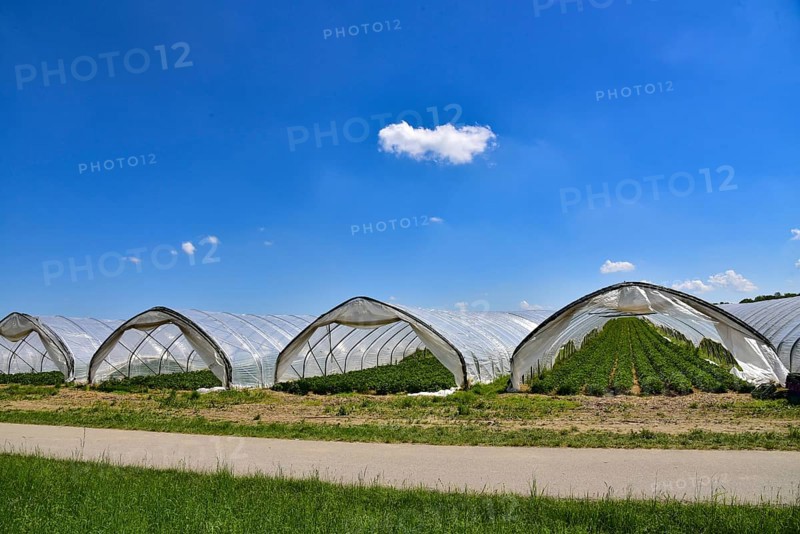Strawberry cultivation in greenhouses, Bavaria, Germany, Europe