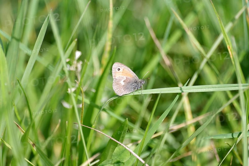 Small heath (Coenonympha pamphilus), butterfly, grass, The Small heath sits on a blade of grass in the meadow