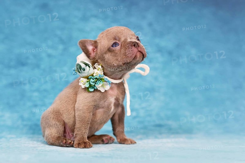 Four weeks purebred young Lilac Brindle French Bulldog puppy with healthy long nose and tail