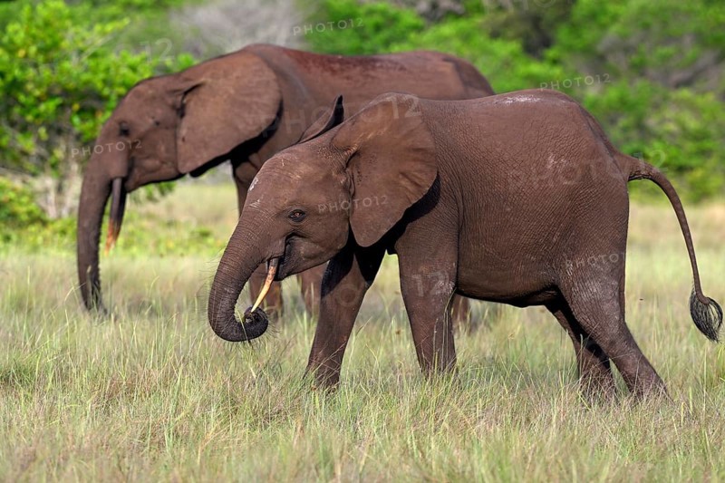 African forest elephants (Loxodonta cyclotis) in a clearing in Loango National Park, Parc National de Loango, Ogooué-Maritime Province, Gabon, Africa