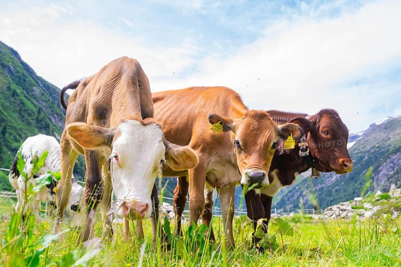Several cows on a green pasture in the middle of the mountains under a blue sky, Klein Tibet, Zillertal, Austria, Europe