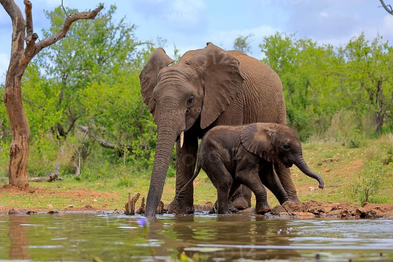 African elephant (Loxodonta africana), adult, male, bull, young animal, young bull with young animal, at the water, drinking, Kruger National Park, Kruger National Park, South Africa, Africa