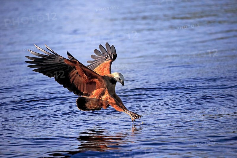 Fish hawk (Busarellus nigricollis), adult flying, hunting, on the hunt, Pantanal, Mato Grosso, Brazil, South America