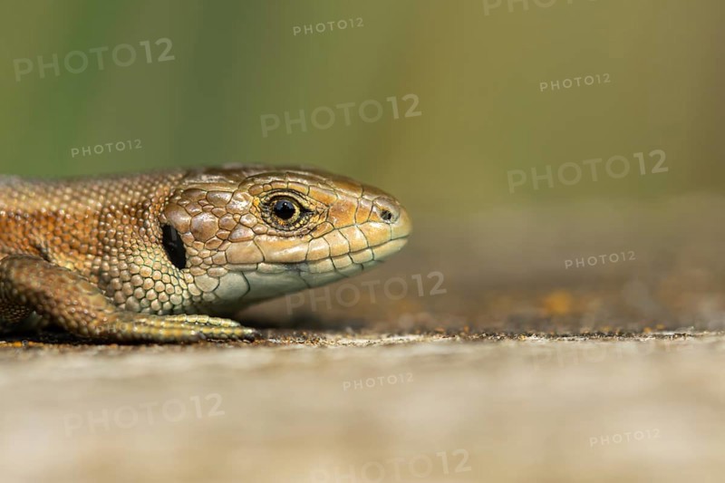 Common lizard (Zootoca vivipara) adult reptile basking on a wooden sleeper, England, United Kingdom, Europe
