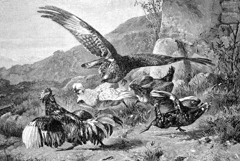 Bird of prey attacks a group of chickens, Historical, digital reproduction of an original from the 19th century