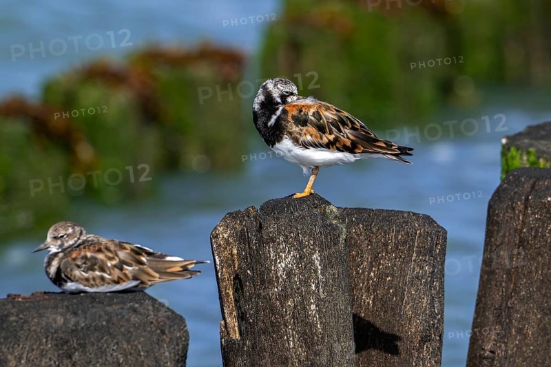 Two ruddy turnstones (Arenaria interpres) in breeding plumage resting on wooden breakwater used as high tide refuge during high water in summer