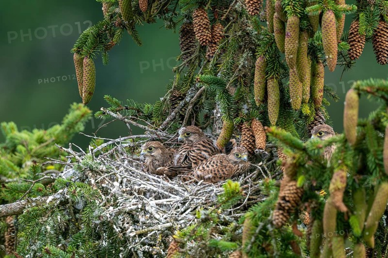 Common kestrel (Falco tinnunculus), young birds not yet ready to fly in the nest, Rhineland-Palatinate, Germany, Europe