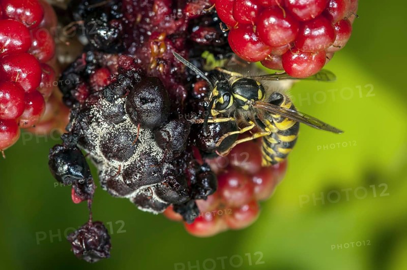 Common wasp (Vespula vulgaris) feeding on ripe berries of blackberry bush (Rubus cultivar) in garden