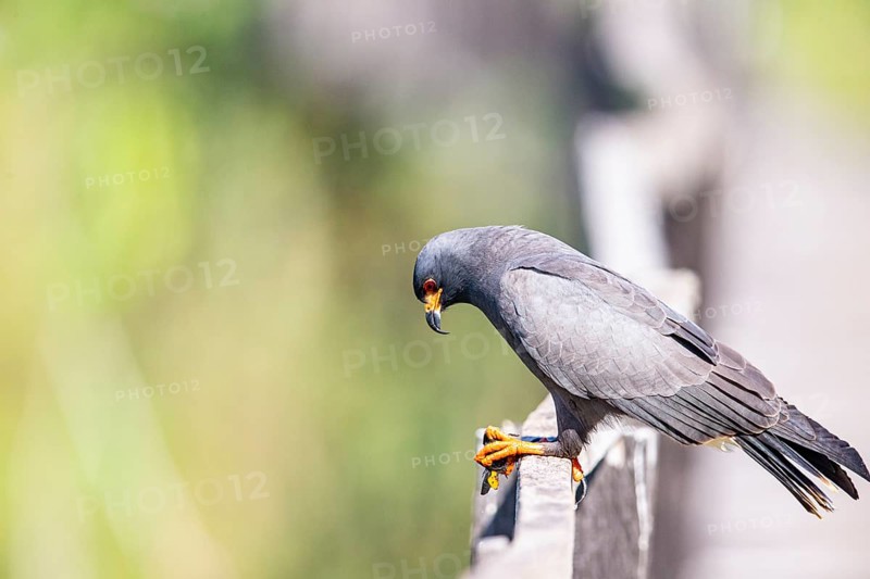 Snail Buzzard (Rostramus sociabilis) Pantanal Brazil