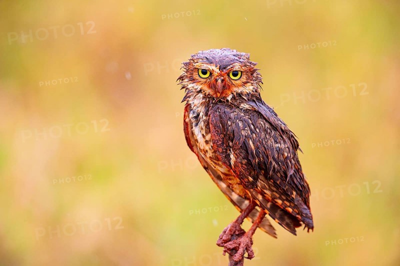 Burrowing owl (Speotyto cunicularia) Pantanal Brazil