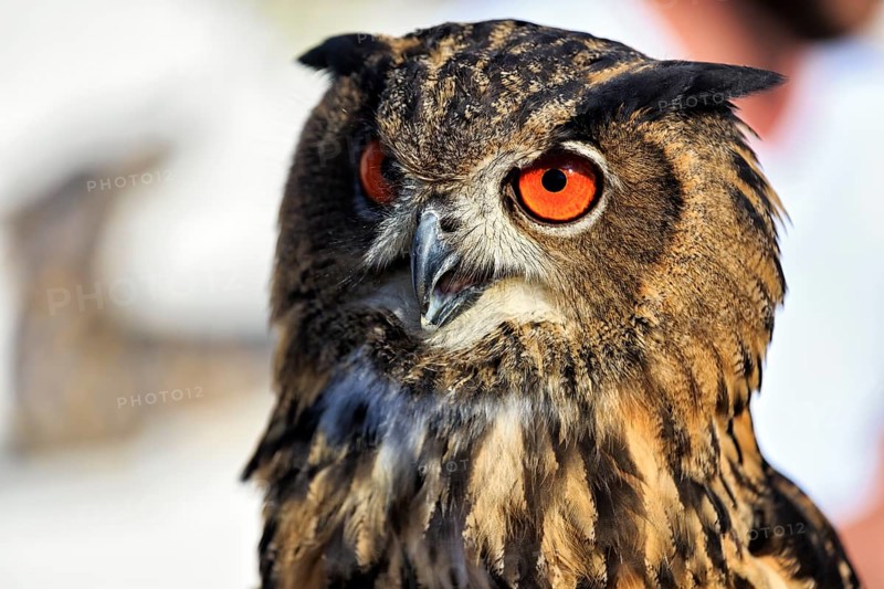 Bengal Eagle Owl (Bubo bengalensis), attentive gaze, captive, Bird Park, Berlebeck Eagle Observatory, Detmold, North Rhine-Westphalia, Germany, Europe