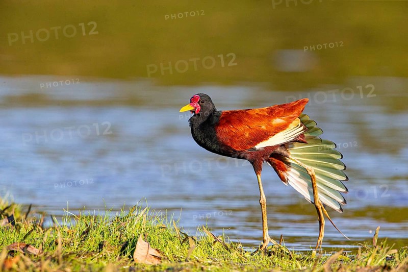 Red-fronted leaflet (Jacana jacana) Pantanal Brazil
