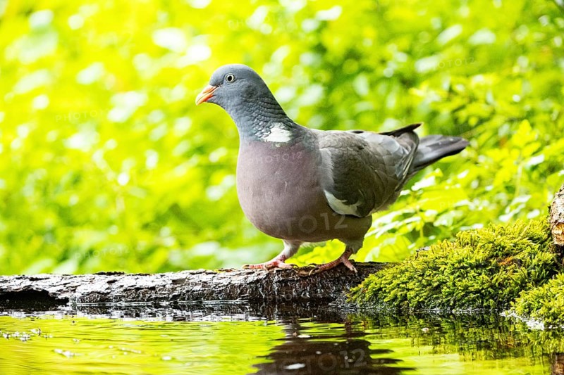 Woodpigeon (Columba palumbus) Germany