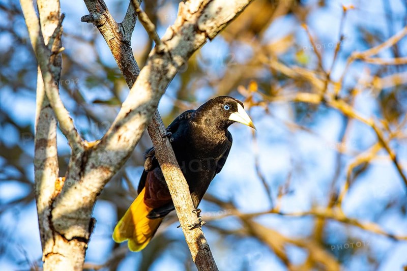 Yellow-rumped cacique (Cacicus cela) Pantanal Brazil