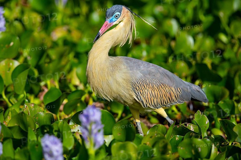 Whistling heron (Syrigma sibilatrix) Pantanal Brazil