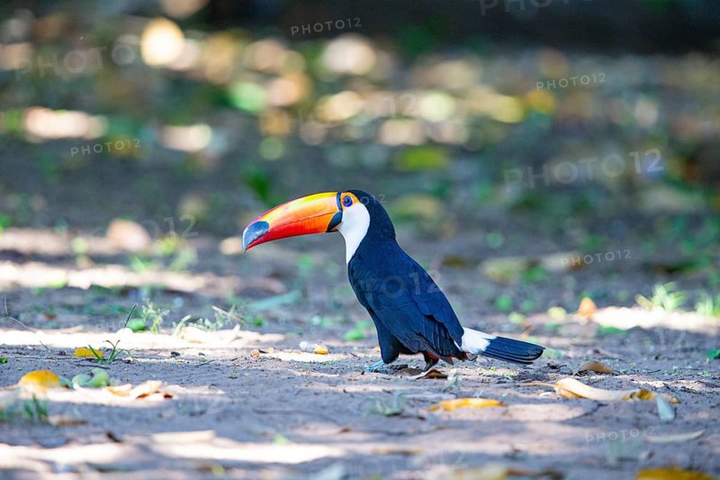 Giant toucan (Ramphastos toco) Pantanal Brazil