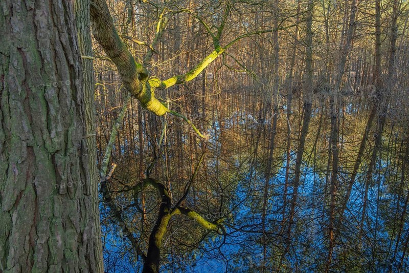 Trees reflected in the water of a pond in the moor adventure trail, Otternhagener Moor, Resse, Neustadt am Rübenberge, Hanover, Lower Saxony, Germany, Europe