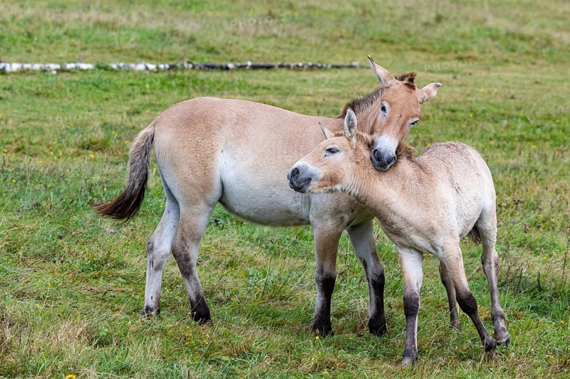 Przewalski's horse (Equus przewalski) capive Germany