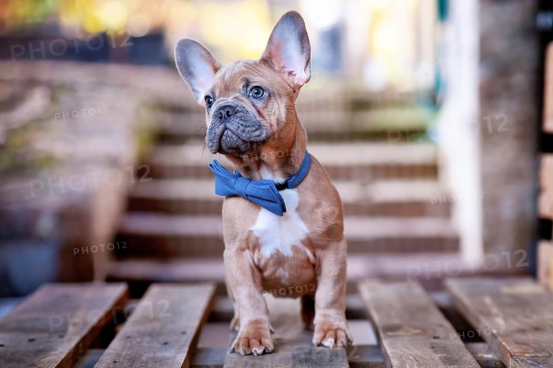 Young blue red fawn French Bulldog dog puppy wearing blue bow tie