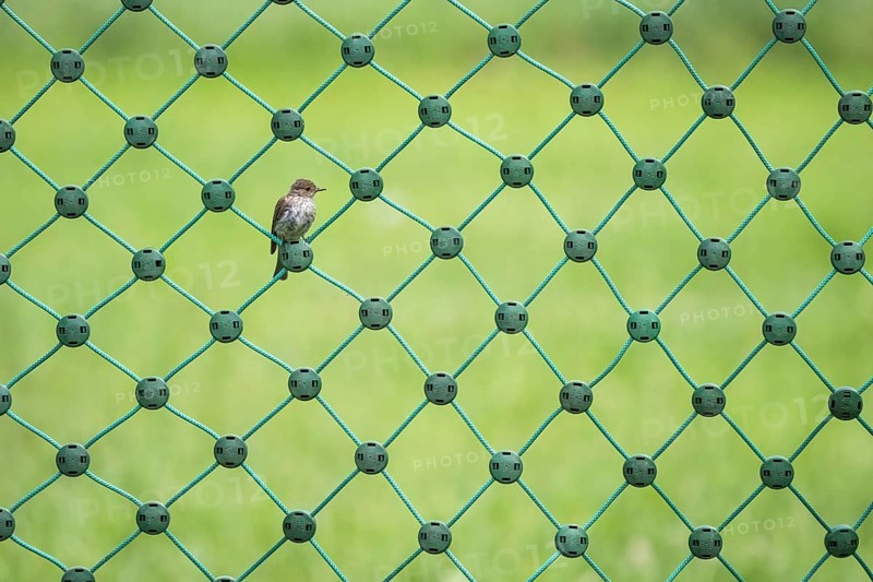 A spotted flycatcher (Muscicapa striata) sitting on a green net fence against a blurred green background, Hesse, Germany, Europe