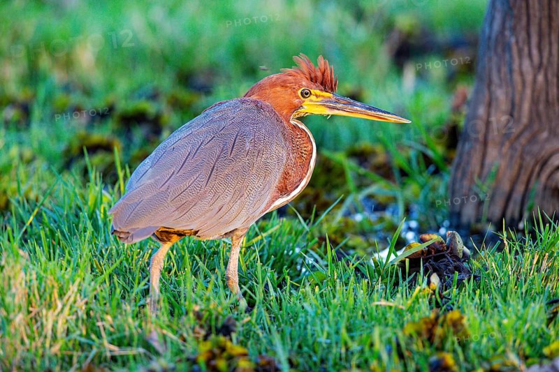 Rufescent tiger heron (Tigrisoma lineatum) Pantanal Brazil