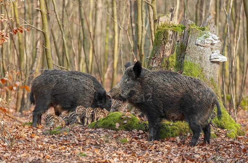Wild boar, wild boar (Sus scrofa) two bucks and young boar looking for food in the forest, Germany, Europe