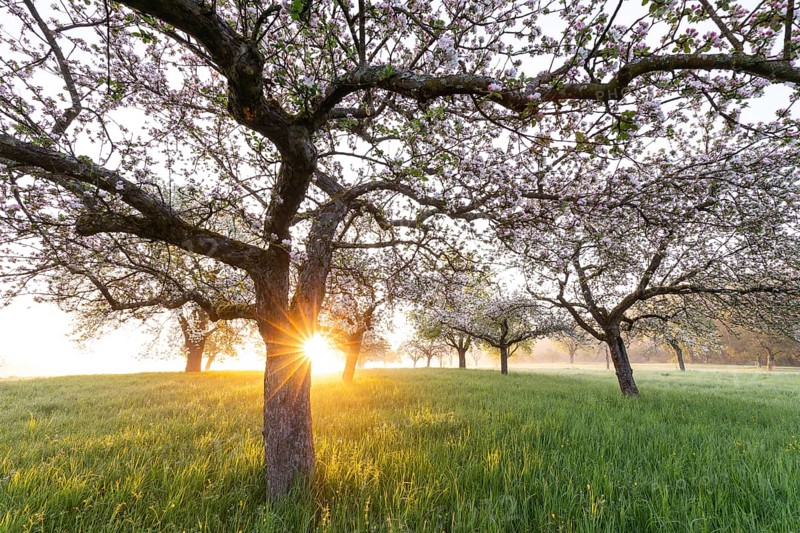 Fresh blossom, morning light, ground mist... simply magical! Foothills orchard meadow in bloom - apple tree avenue in the morning light with ground mist