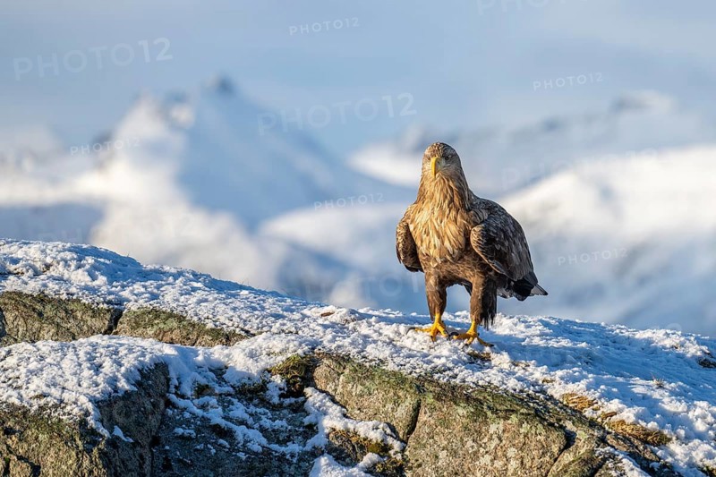 White-tailed eagle (Haliaeetus albicilla), sitting on a snow-covered rock in front of a mountain panorama, Lofoten, Norway, Europe