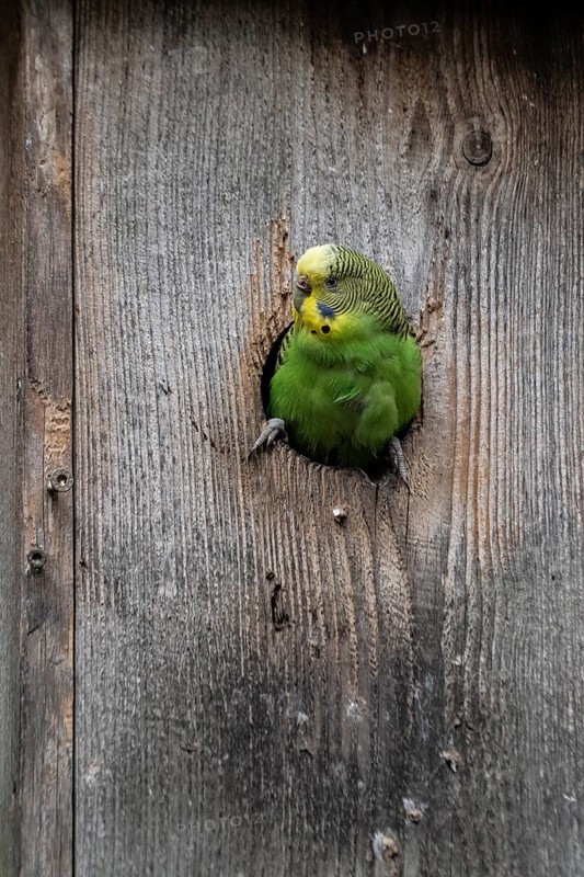 Budgerigar (Melopsittacus undulatus), Lower Saxony, Germany, Europe