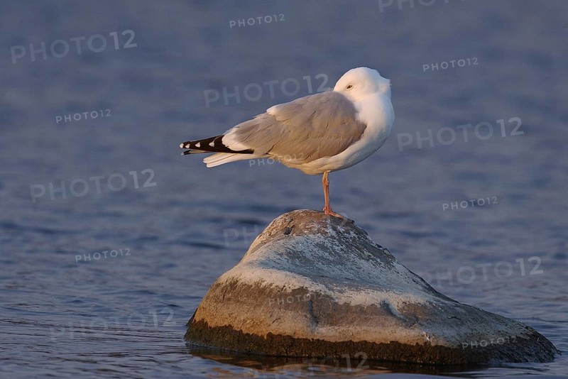 European Herring Gull (Larus argentatus), Manitoba, Canada, North America