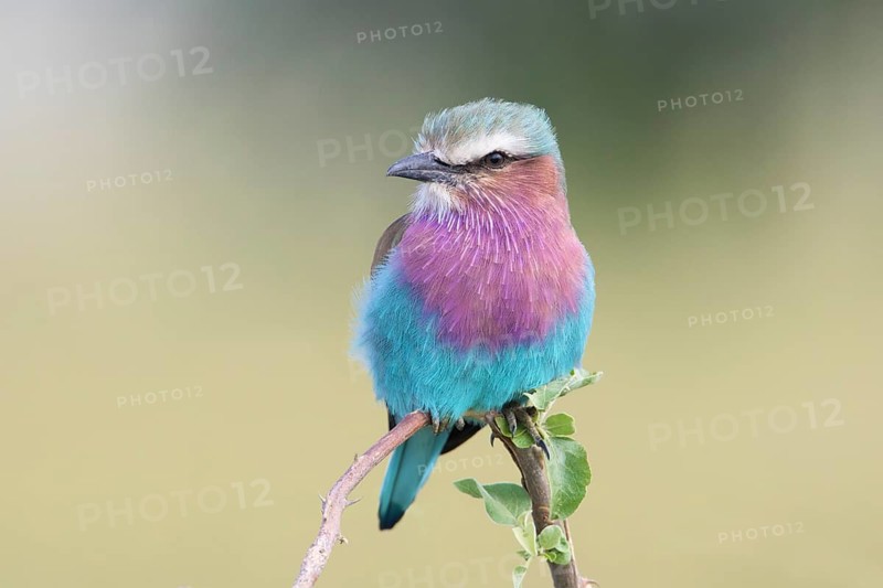 Lilac-breasted Roller (Coracias caudatus) perched on a branch, Serengeti, Tanzania, Africa