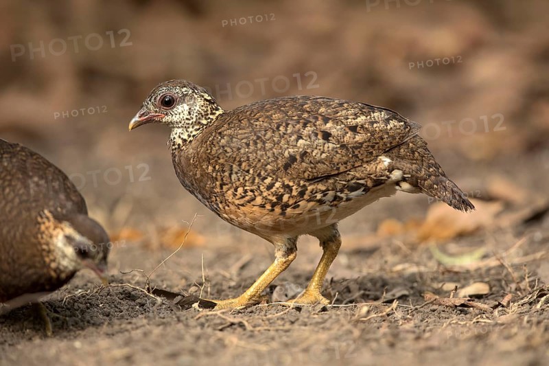 Green-legged Partridge (Arborophila chloropus) perched on the ground, Bidoup National Park, Vietnam, Asia