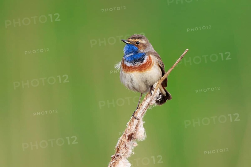 Bluethroat (Luscinia svecica cyanecula) male perched on cattail, Netherlands