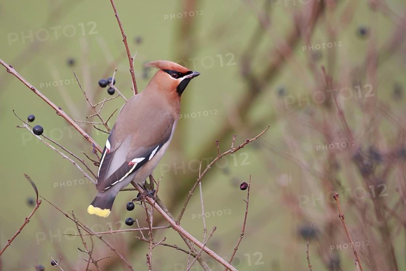 Bohemian Waxwing (Bombycilla garrulus), North Rhine-Westphalia, Germany, Europe