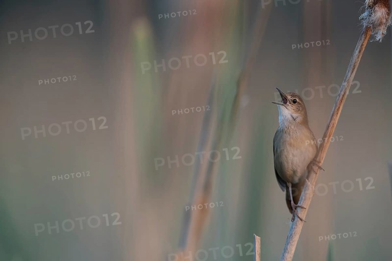 Savi's Warbler (Locustella luscinioides) singing, Mecklenburg-Western Pomerania, Germany, Europe