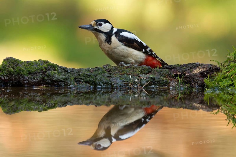 Great Spotted Woodpecker (Dendrocopos major) female, Utrecht, Netherlands
