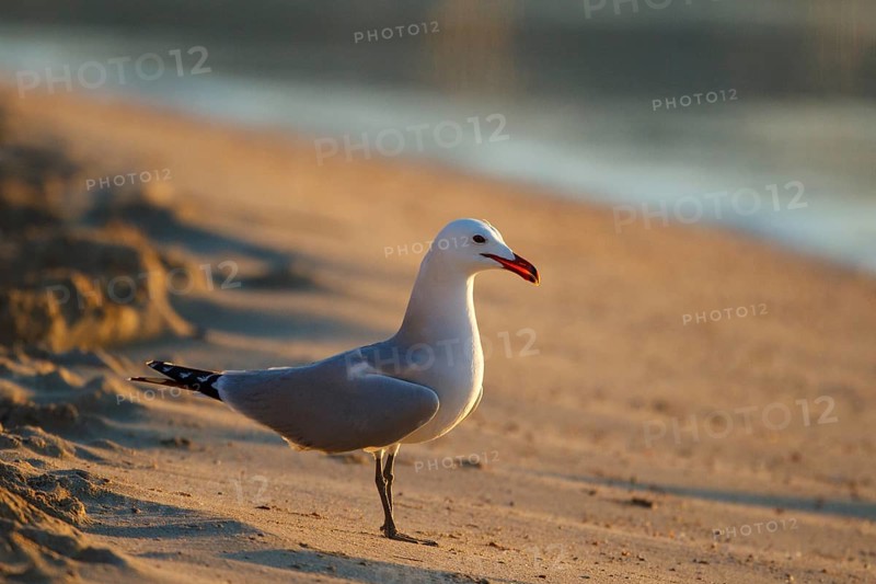 Audouin's Gull (Ichthyaetus audouinii), Mallorca, Spain, Europe