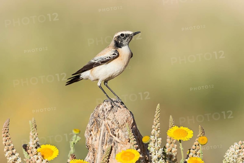 Desert Wheatear (Oenanthe deserti homochroa) Eilat, Israel, Asia