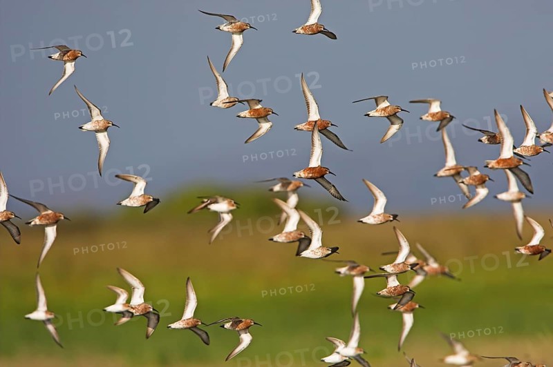 Curlew Sandpiper (Calidris ferruginea) flying, Lesvos, Greece, Europe