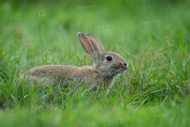 European Rabbit (Oryctolagus cuniculus) adult foraging in meadow, Lower Saxony, Germany, Europe