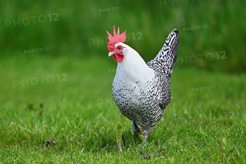 East Frisian Gull standing in a meadow, chicken breed with good utilisation characteristics, Texel, North Holland, Netherlands