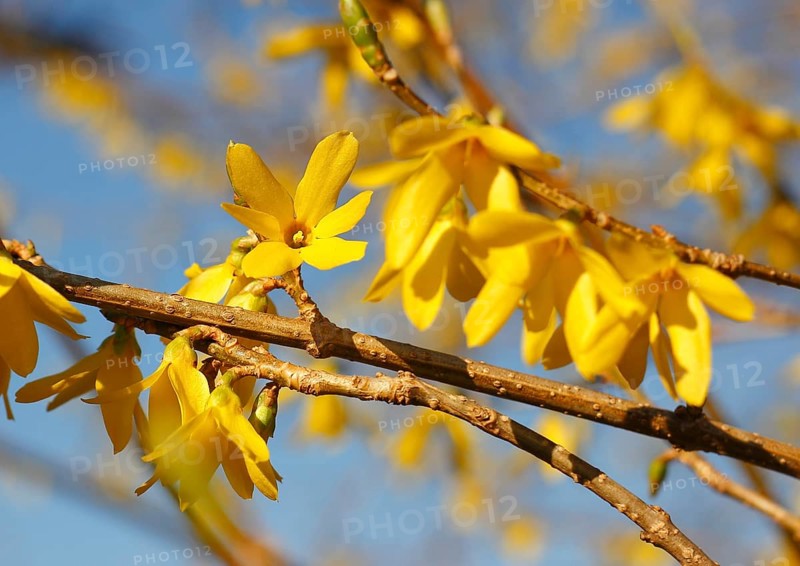 Flowering forsythia (Forsythia), North Rhine-Westphalia, Germany, Europe